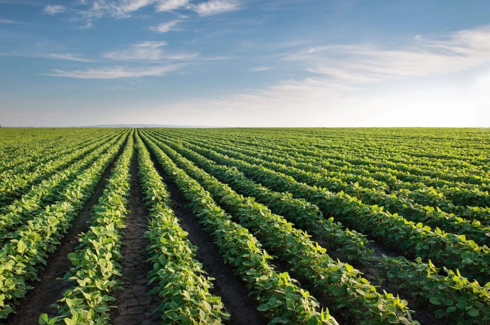 A field of green plants under a blue sky.