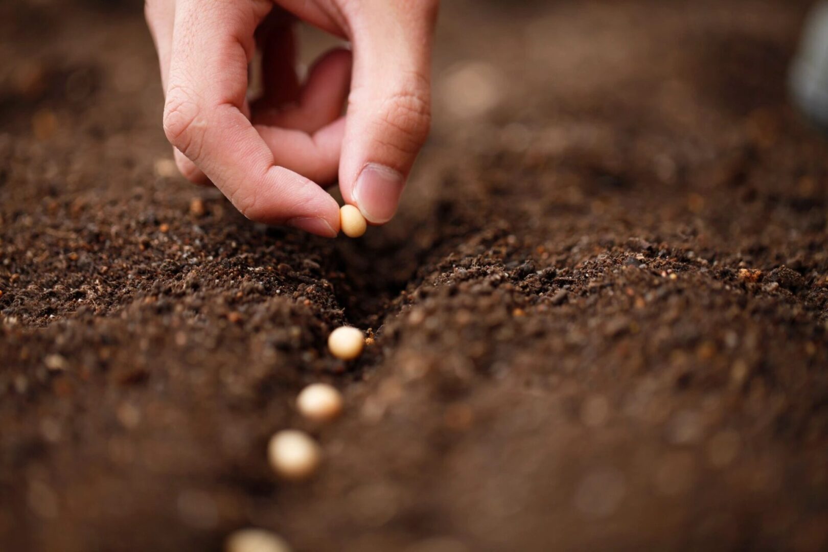 A person is planting seeds in the ground.