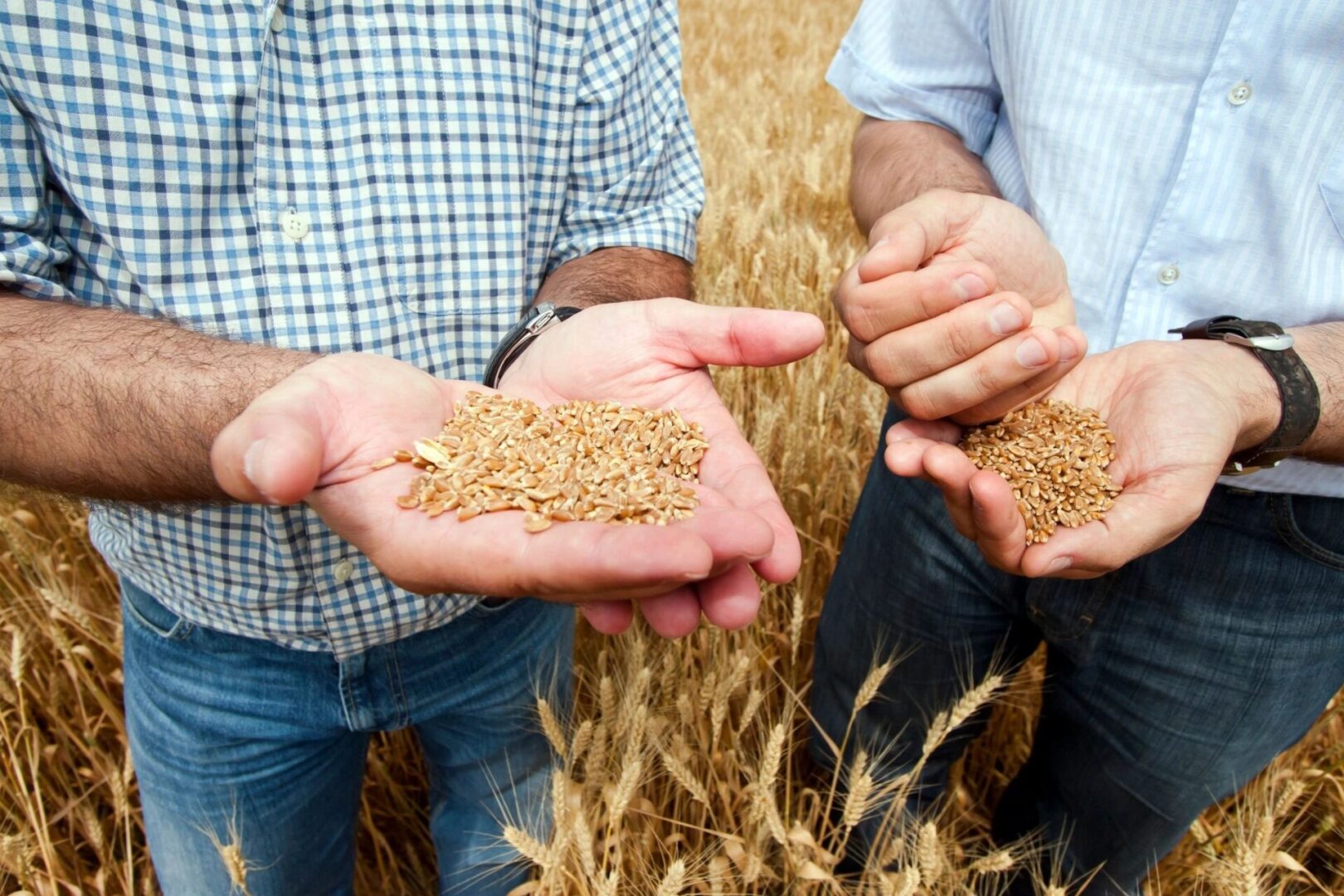 Two men holding up their hands with grain in them.