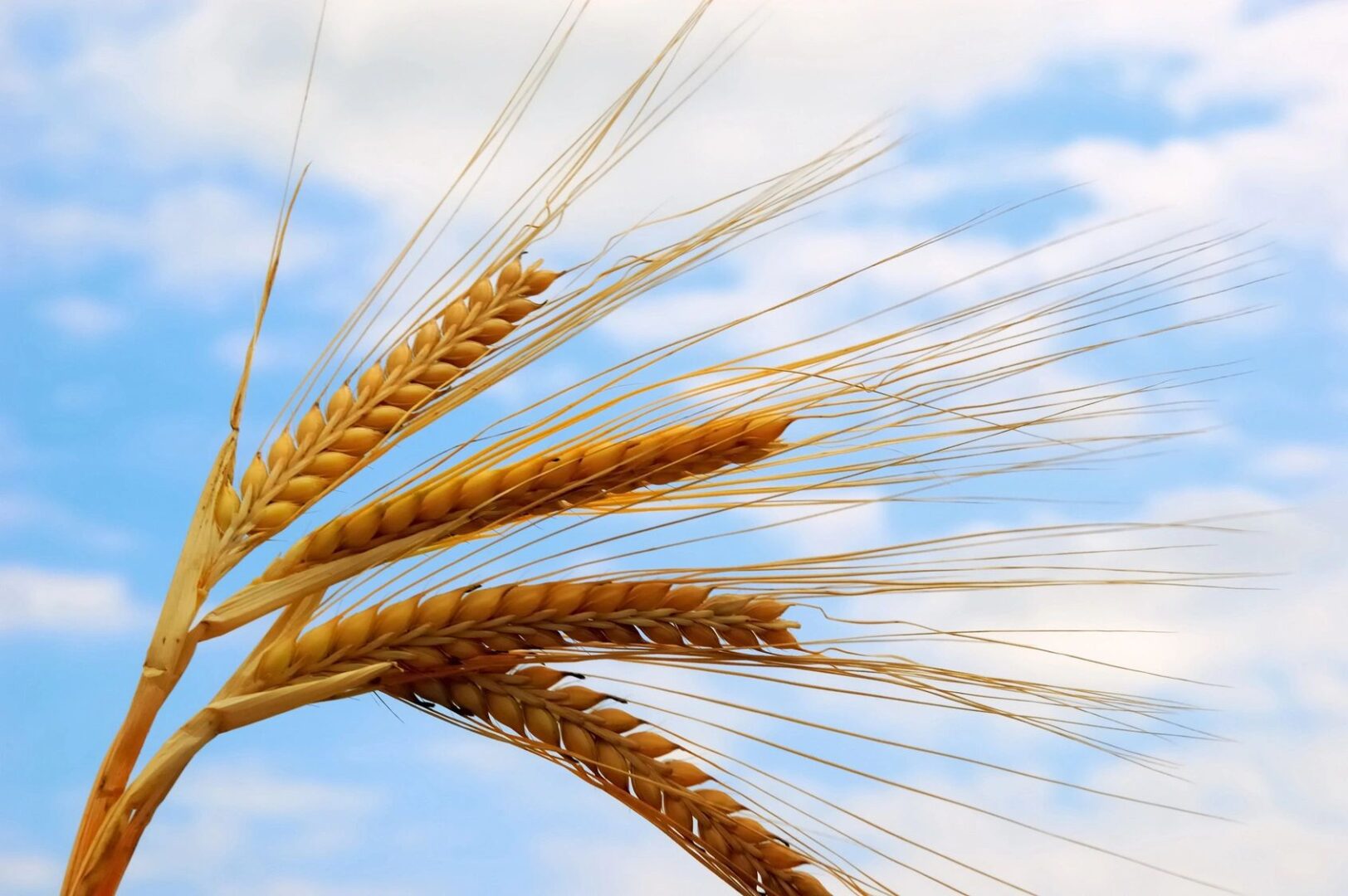 A close up of some wheat stalks in the sky