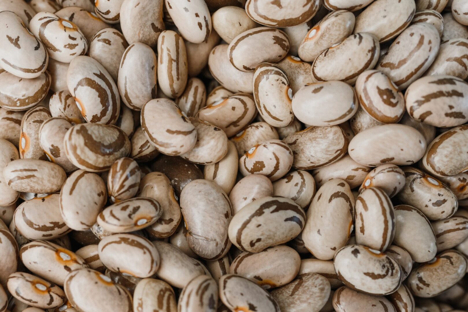 A pile of beans that are white and brown.