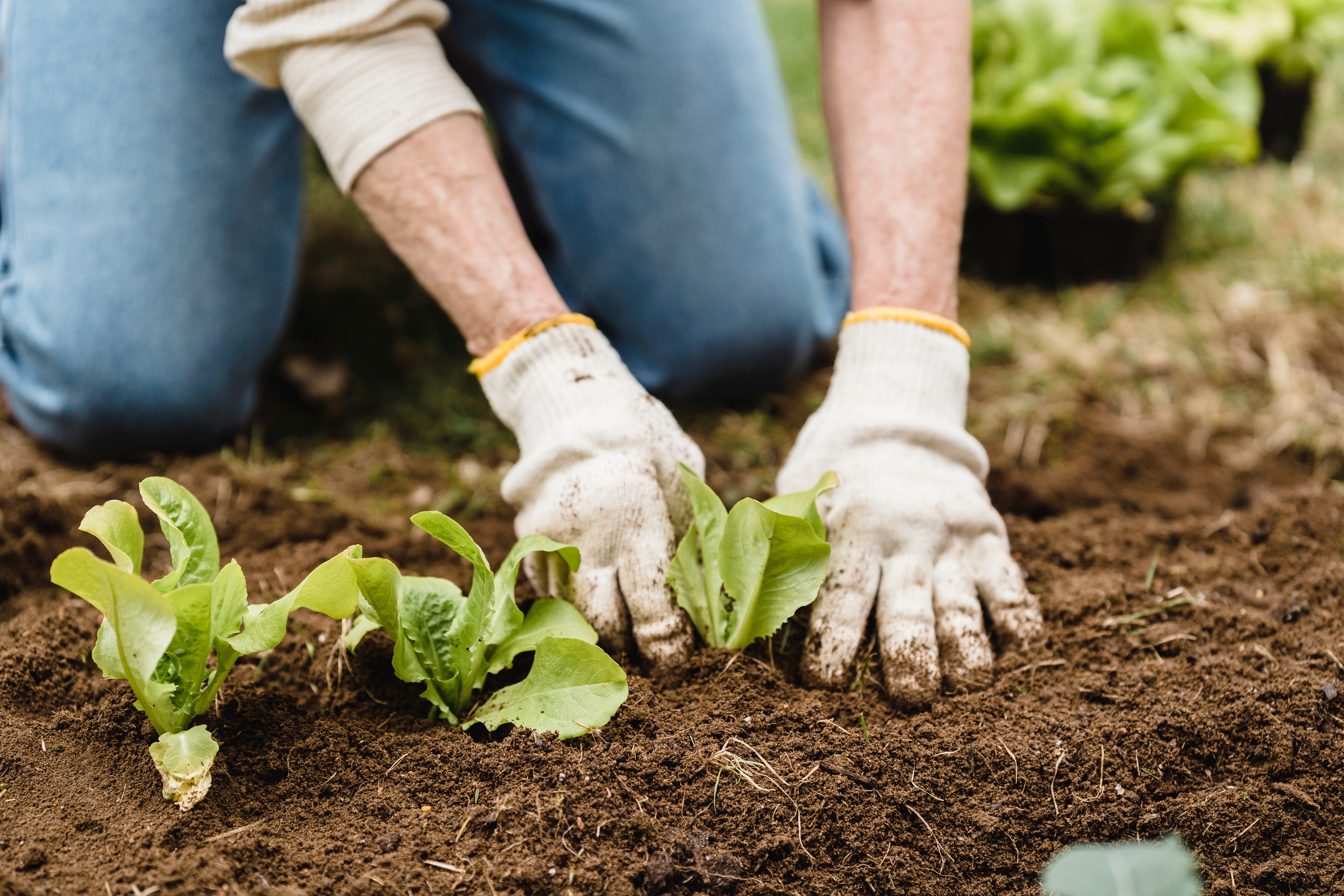 A person in white gloves is planting some lettuce.