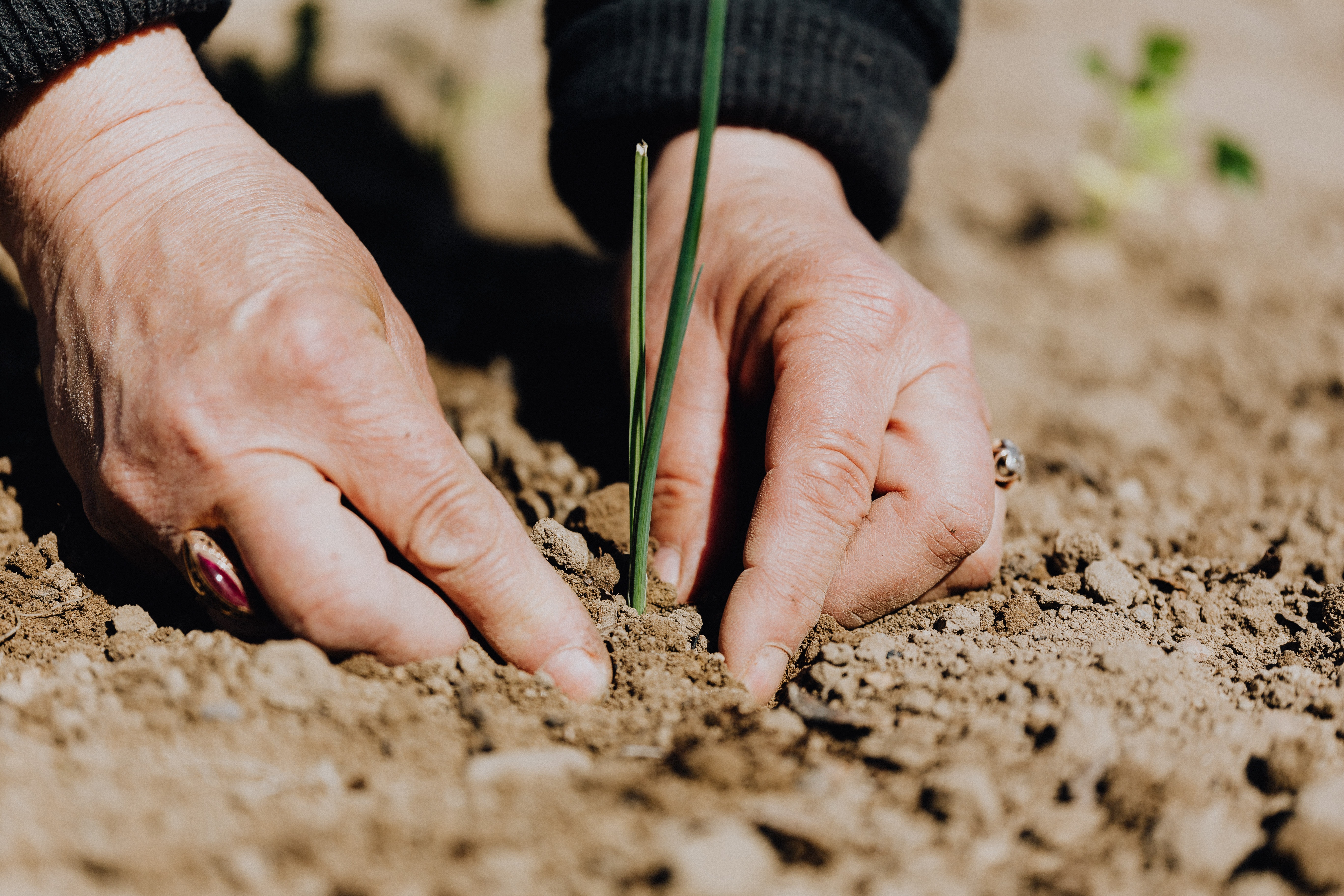 A person is planting a plant in the dirt.