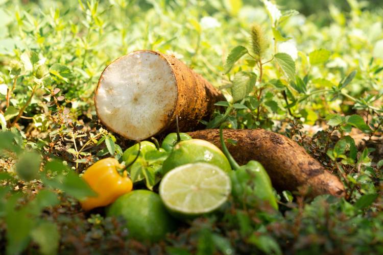 A pile of fruit sitting in the grass.